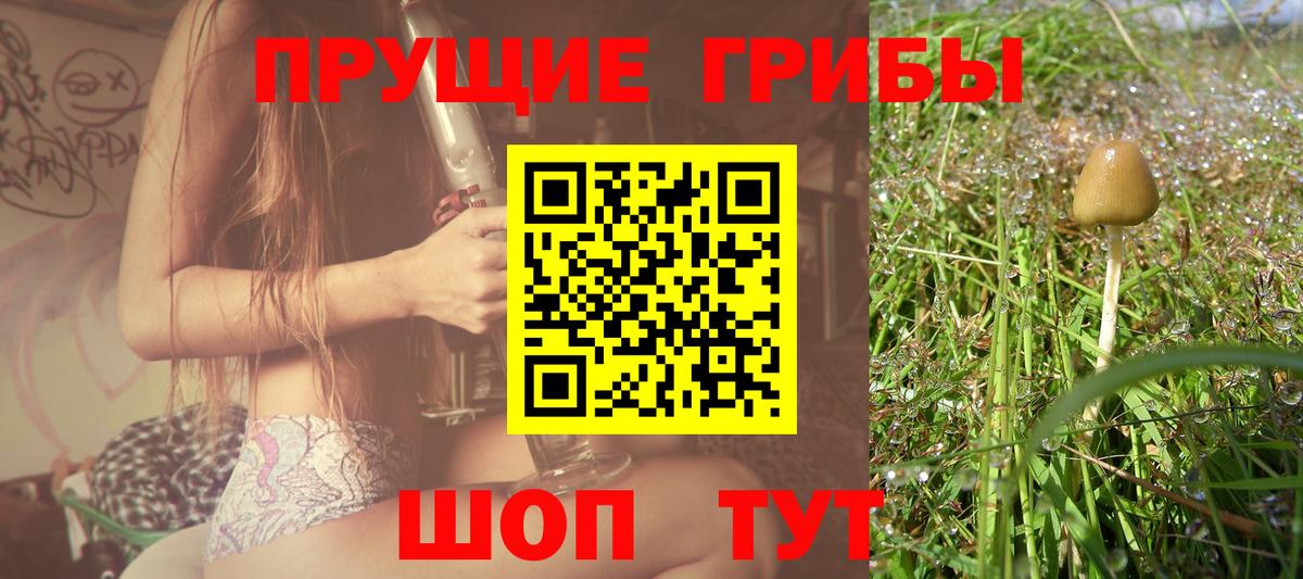 купить   Псилоцибиновые грибы Psilocybine cubensis  Вход с VPN  Кувандык 